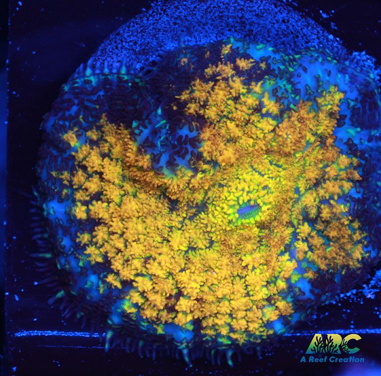 Fall Foliage Rhodactis