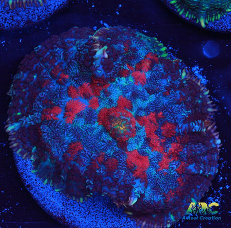 Blood Moon Rhodactis