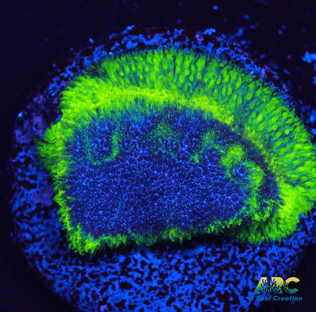 FF Blue Suede Shoes Psammo