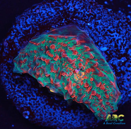 Cherry Garcia Chalice