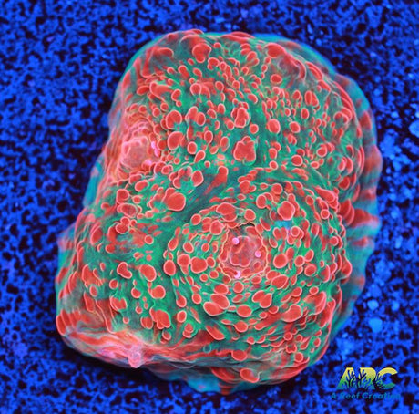 Cherry Garcia Chalice