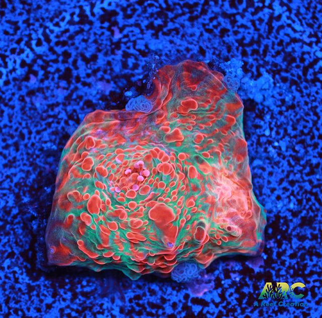 Cherry Garcia Chalice