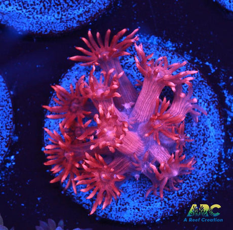 Ruby Red Goni