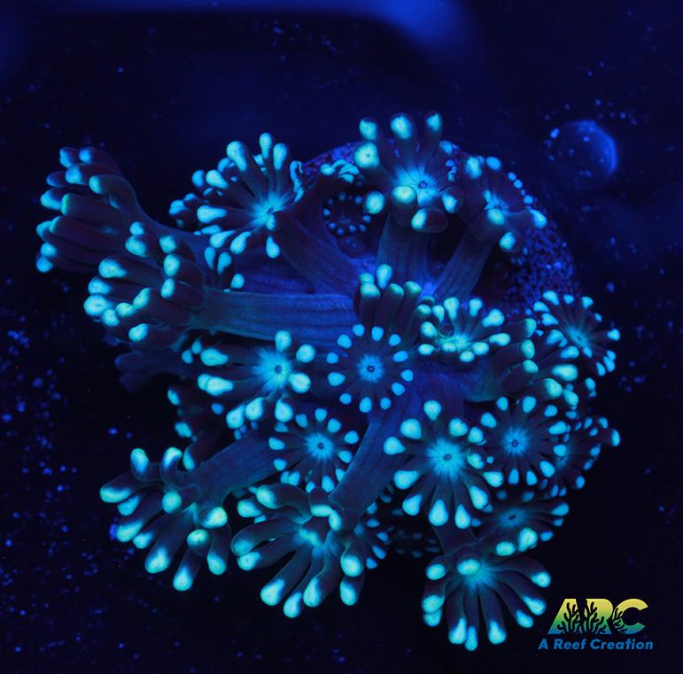 Pale Blue Alveopora
