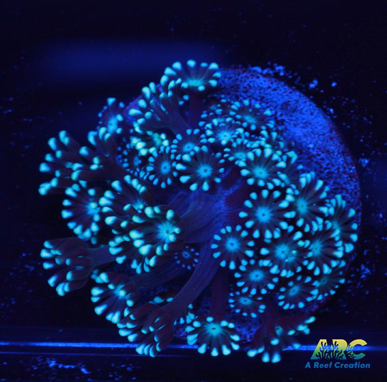 Blue Alveopora