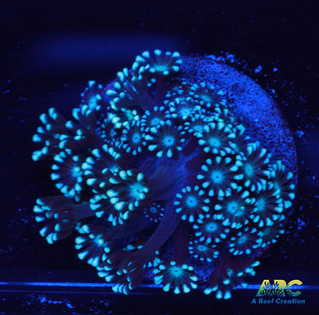 Blue Alveopora