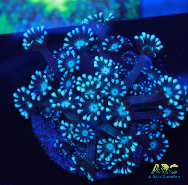 Blue Alveopora