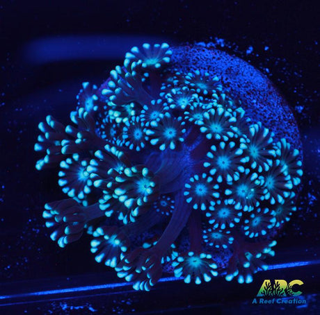 Blue Alveopora