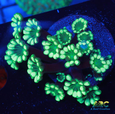 Double Green Alveopora