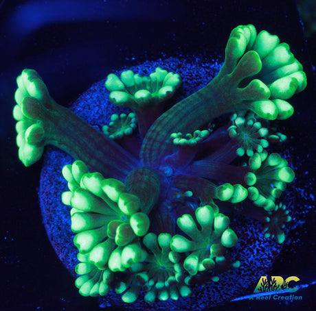 Double Green Alveopora