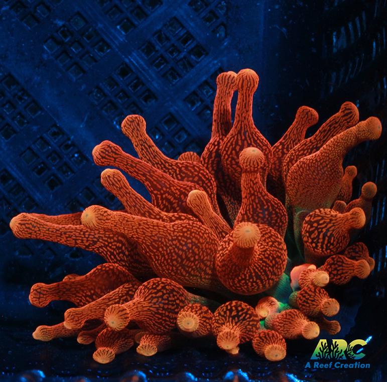 Chicago Sunburst BTA