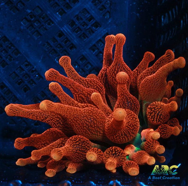 Chicago Sunburst BTA