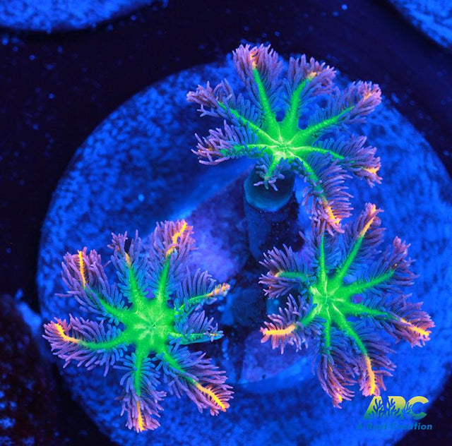 Firecracker Clove Polyps