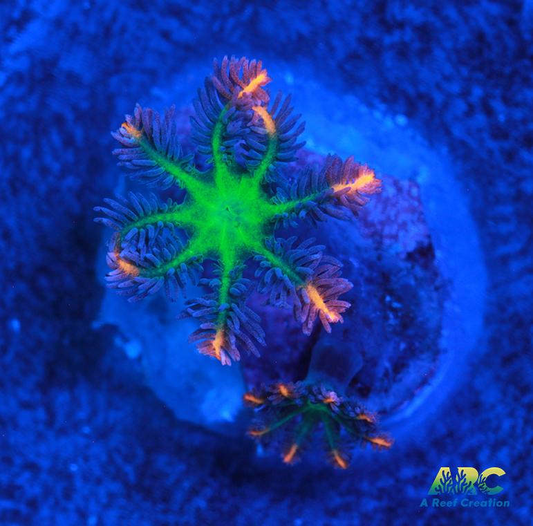 Firecracker Clove Polyps – A Reef Creation