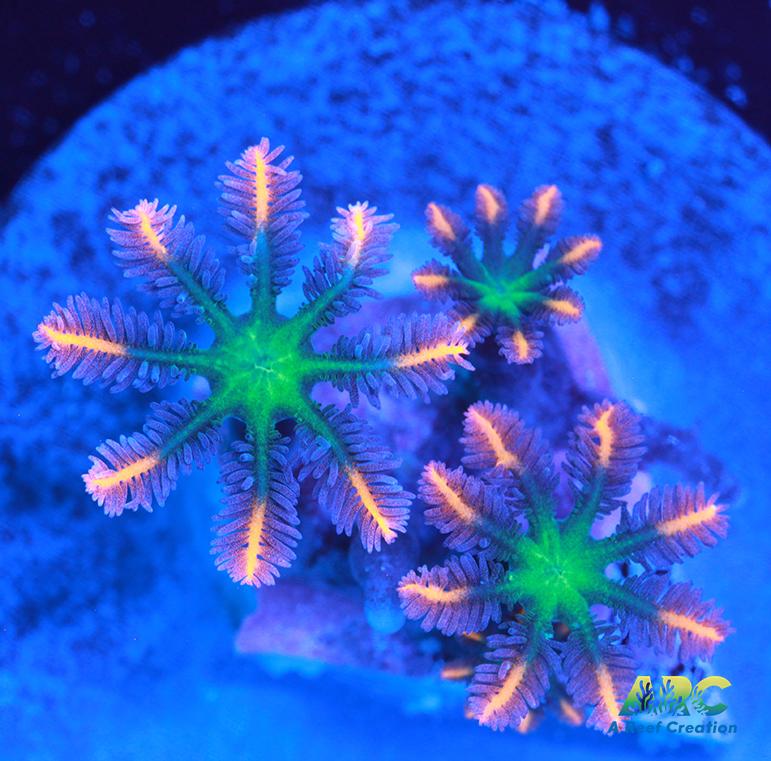 Firecracker Clove Polyps