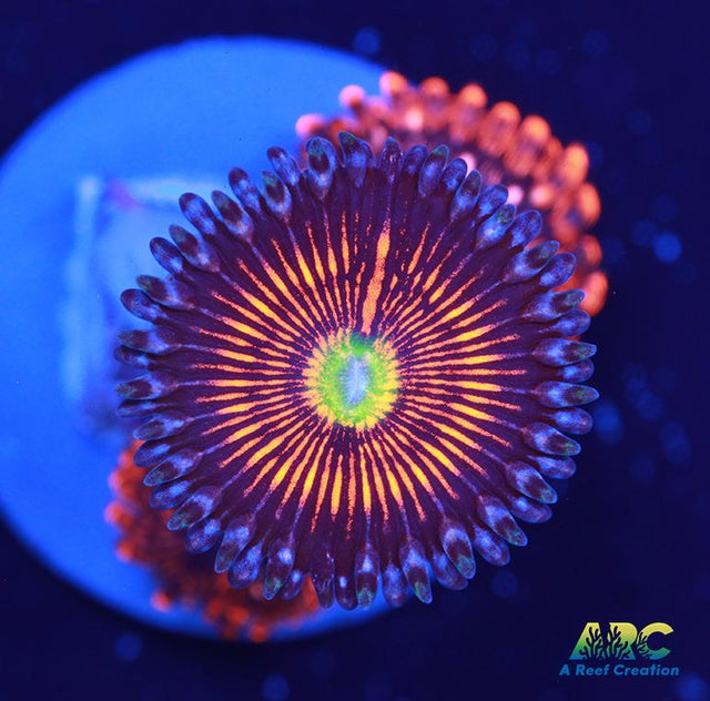 God of War Revolution and Utter Chaos