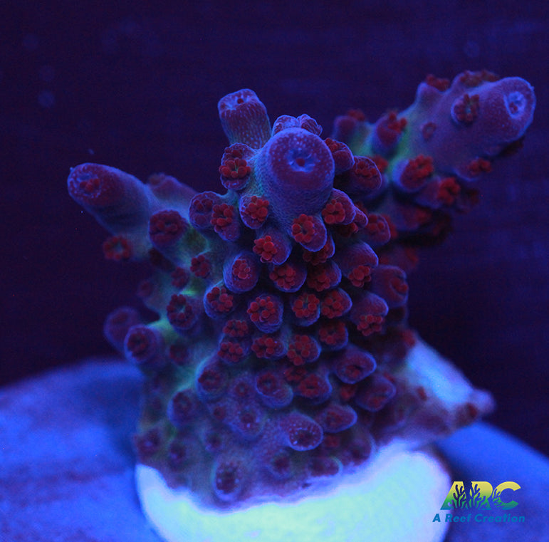 Sanjay's Red Photon