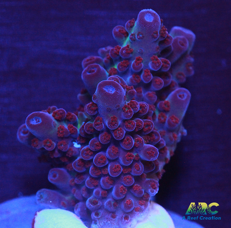 Sanjay's Red Photon