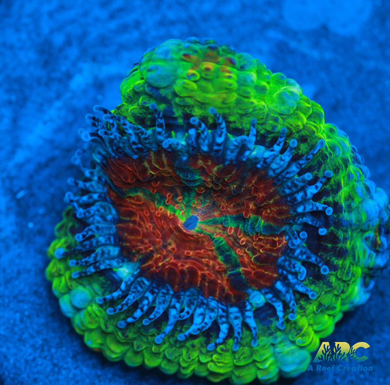 SR Limelight Acan