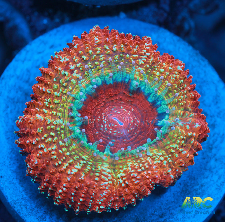 ARC Stardust Acan