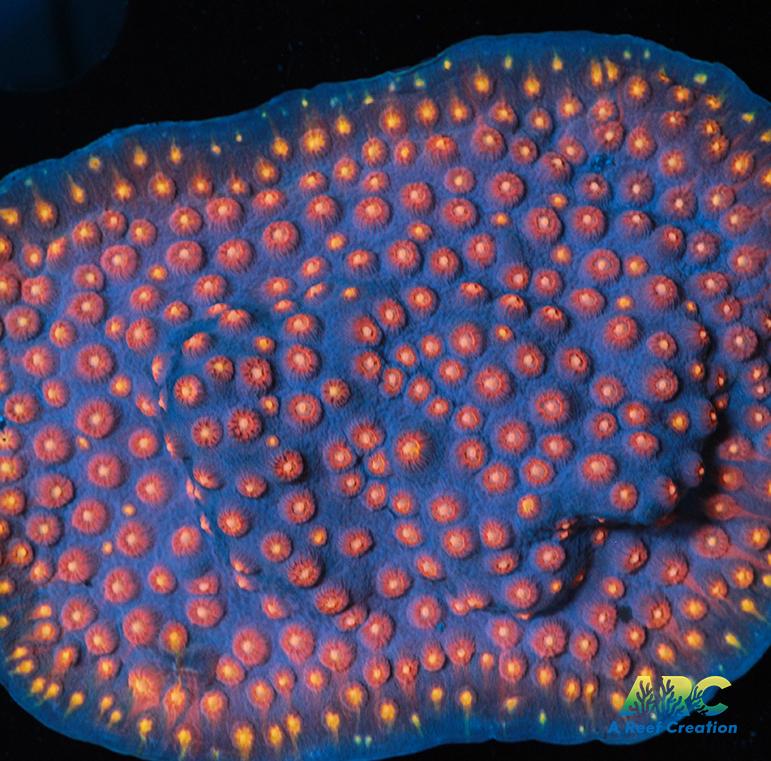 ARC Halley's Comet Plating Cyphastrea