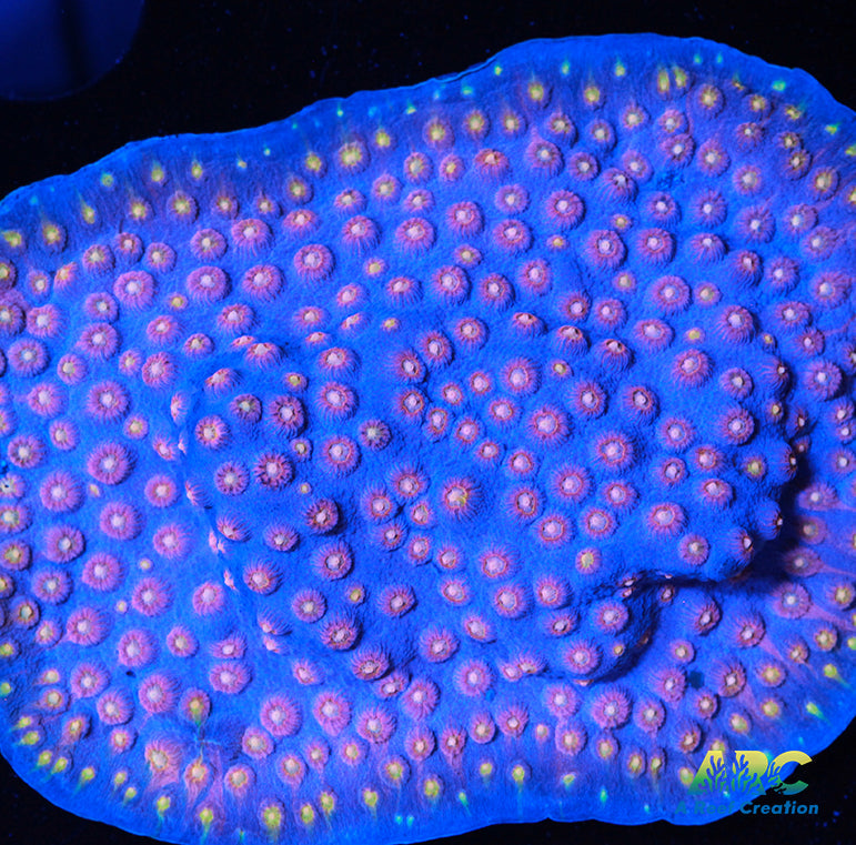 Halley's Comet Plating Cyphastrea Mother Colony blue lights
