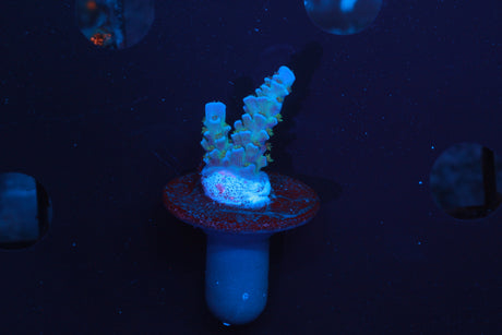 JF Jolt Acro