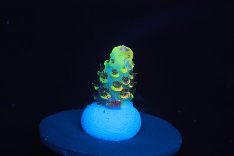 Collectors Acro Pack