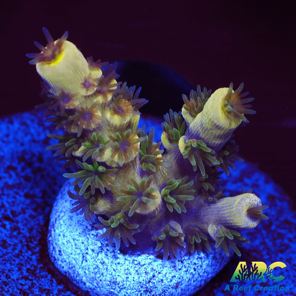RRC Bananorama
