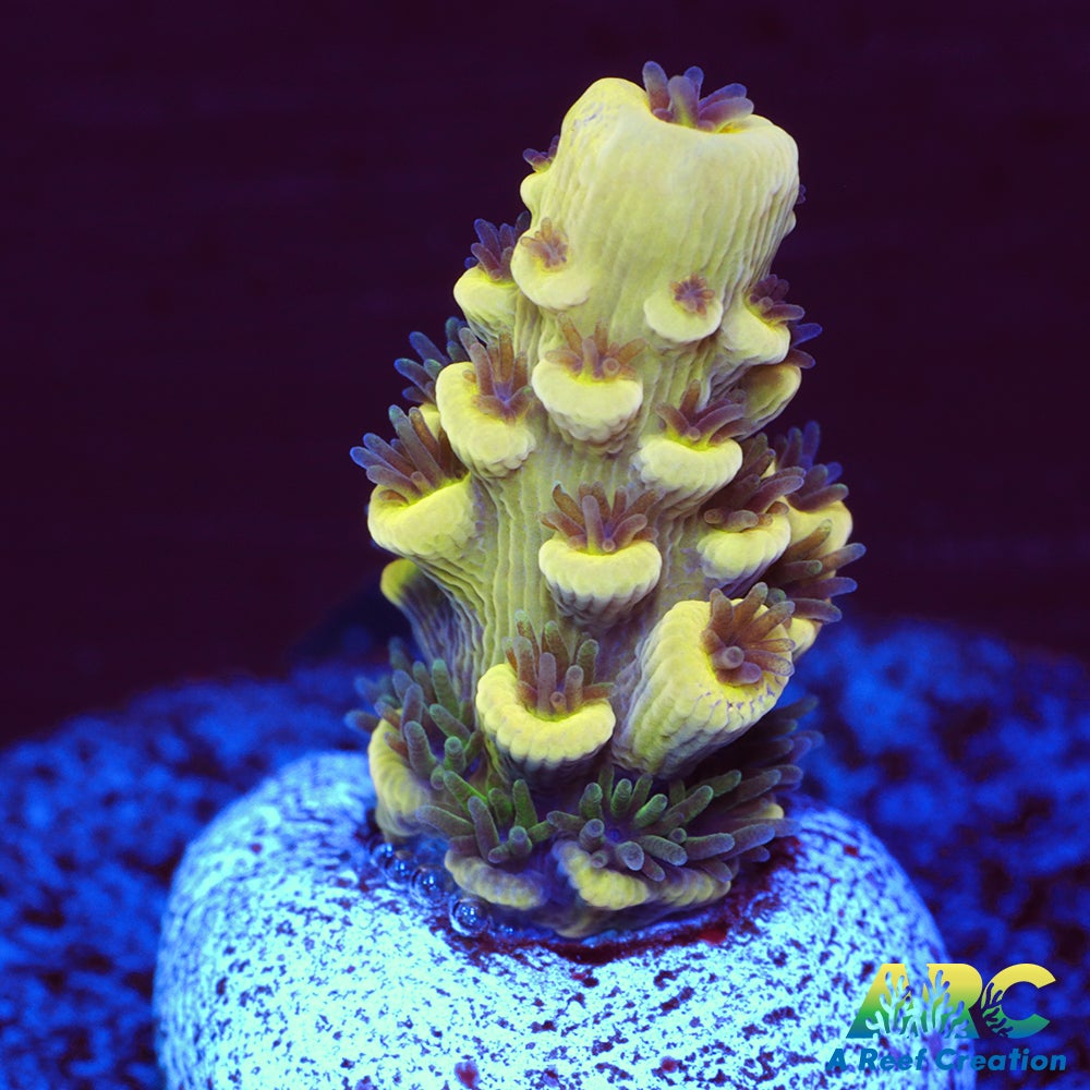 RRC Bananorama