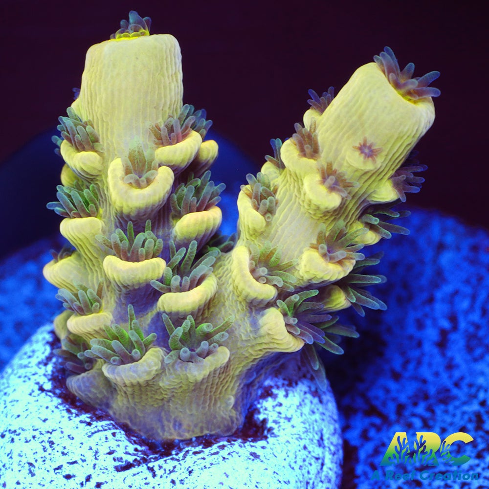 RRC Bananorama