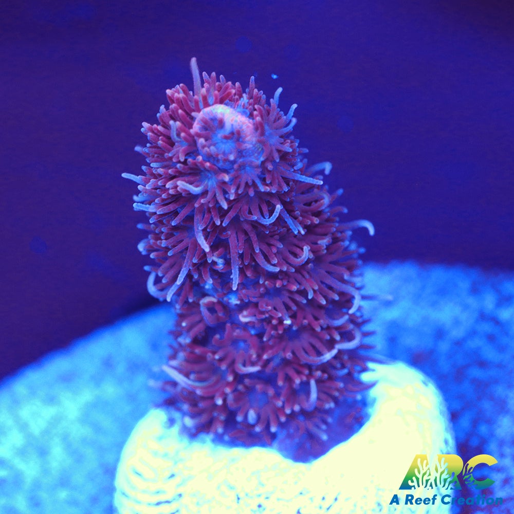 ARC Purple Milli