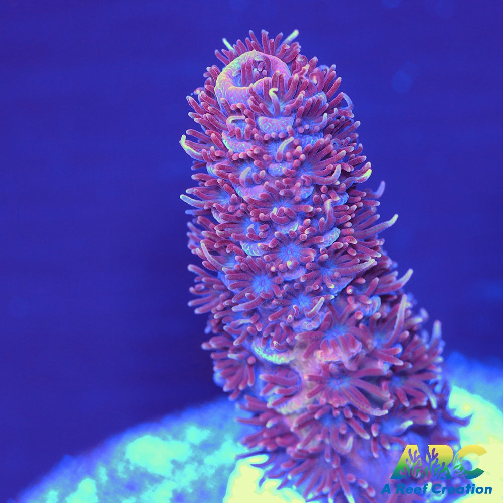 ARC Purple Milli