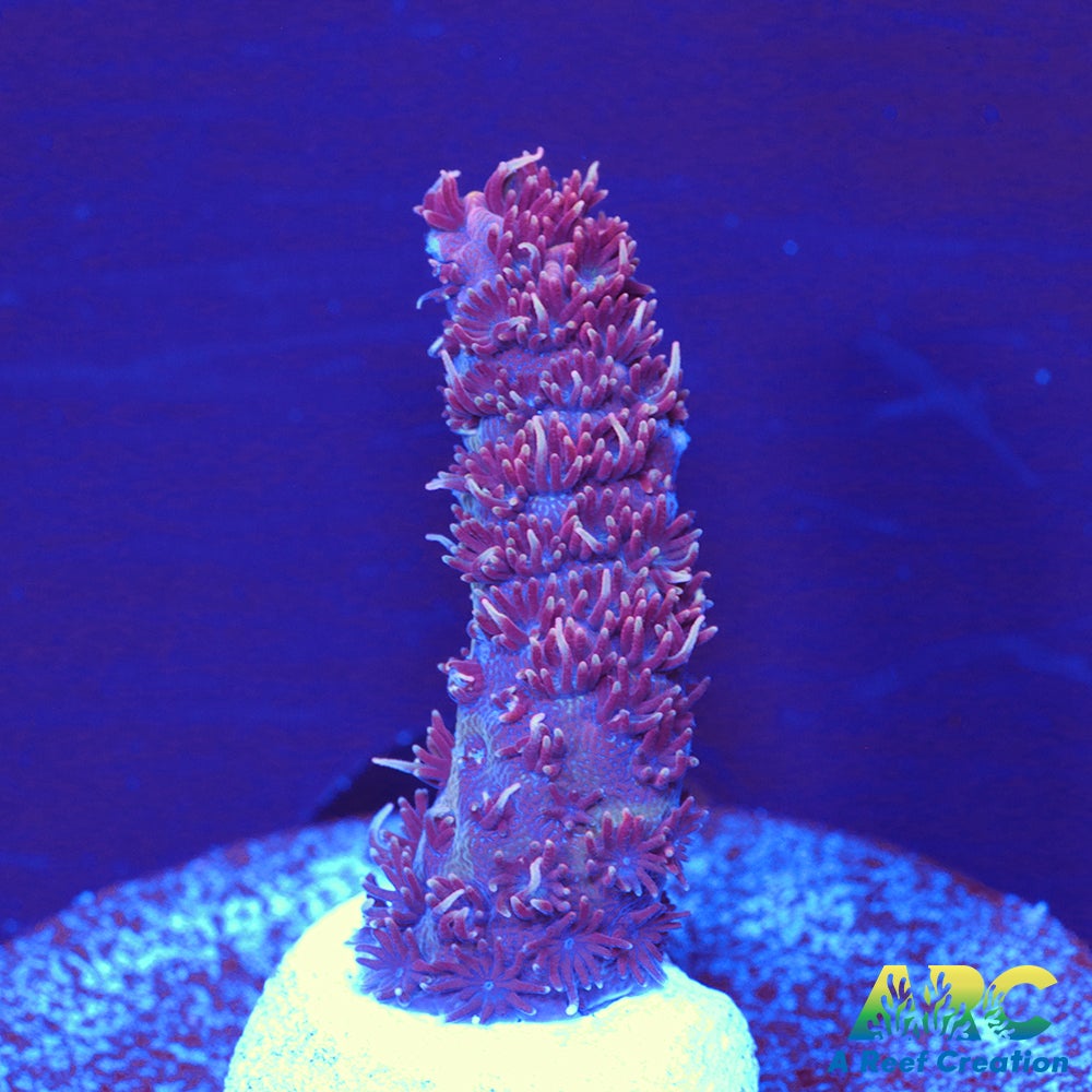 ARC Purple Milli
