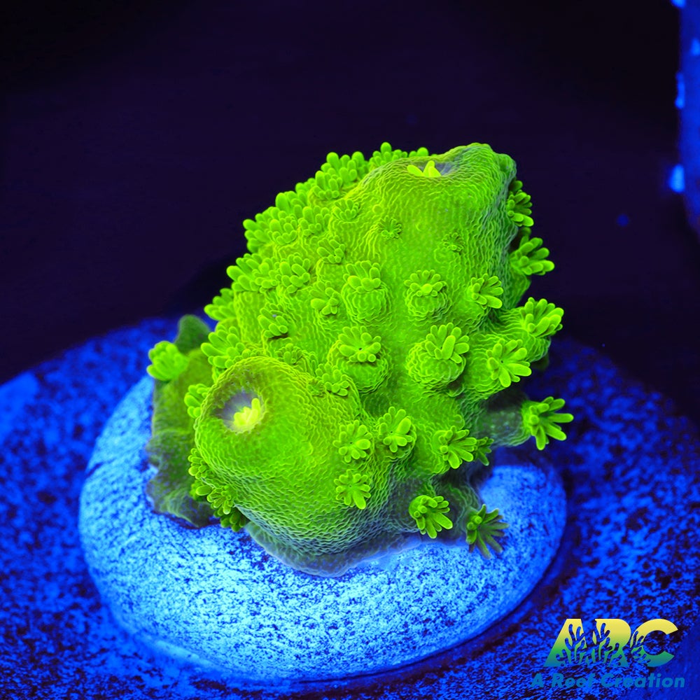 ARC RandyO's Humilis