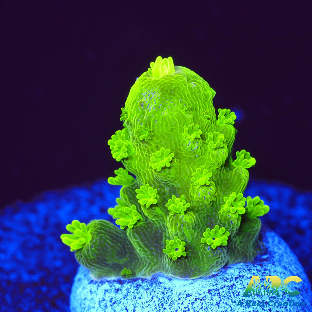 ARC RandyO's Humilis
