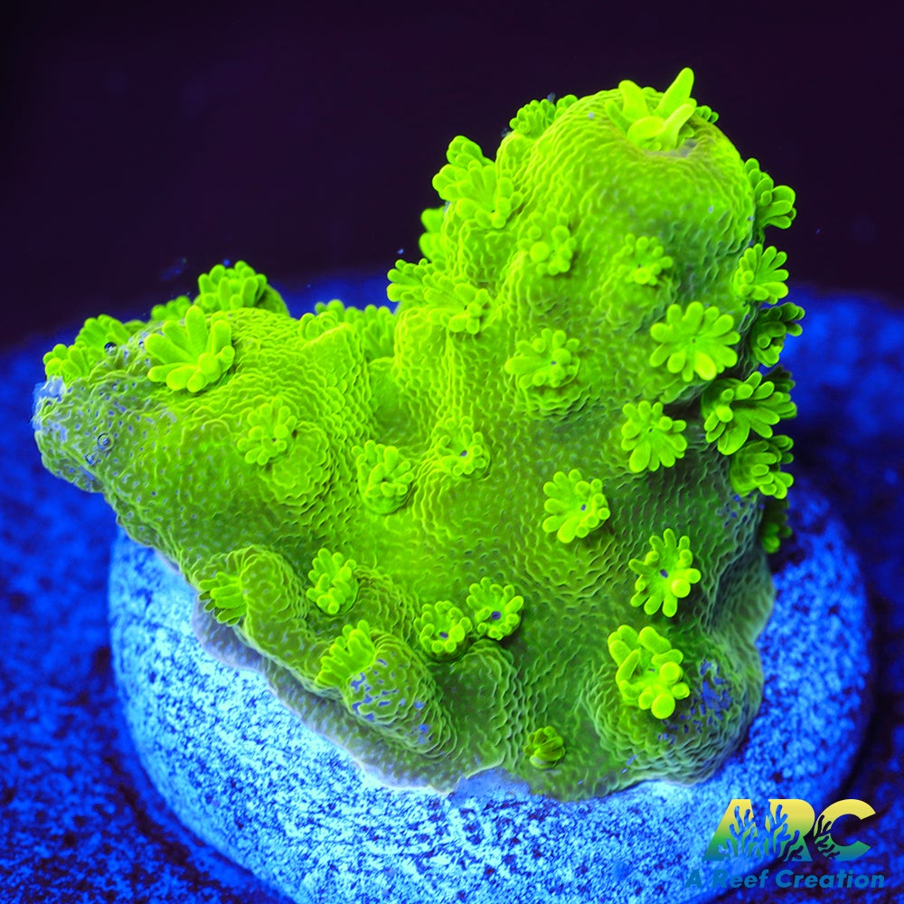 ARC RandyO's Humilis
