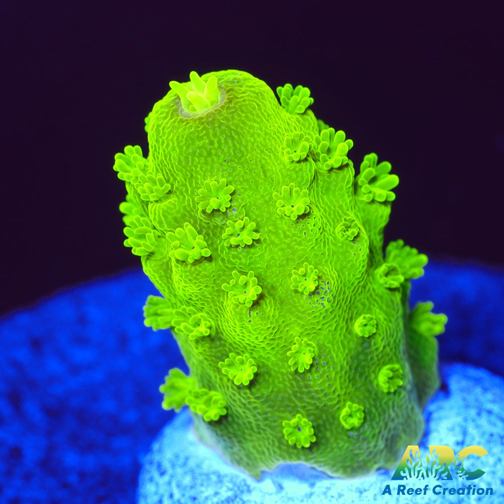 ARC RandyO's Humilis