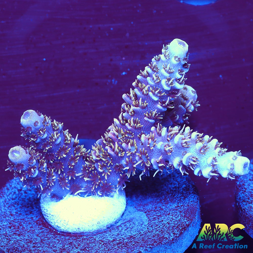 ARC Wildfire Milli