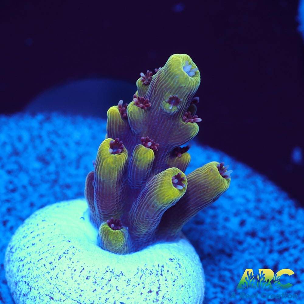 WWC Terra Red