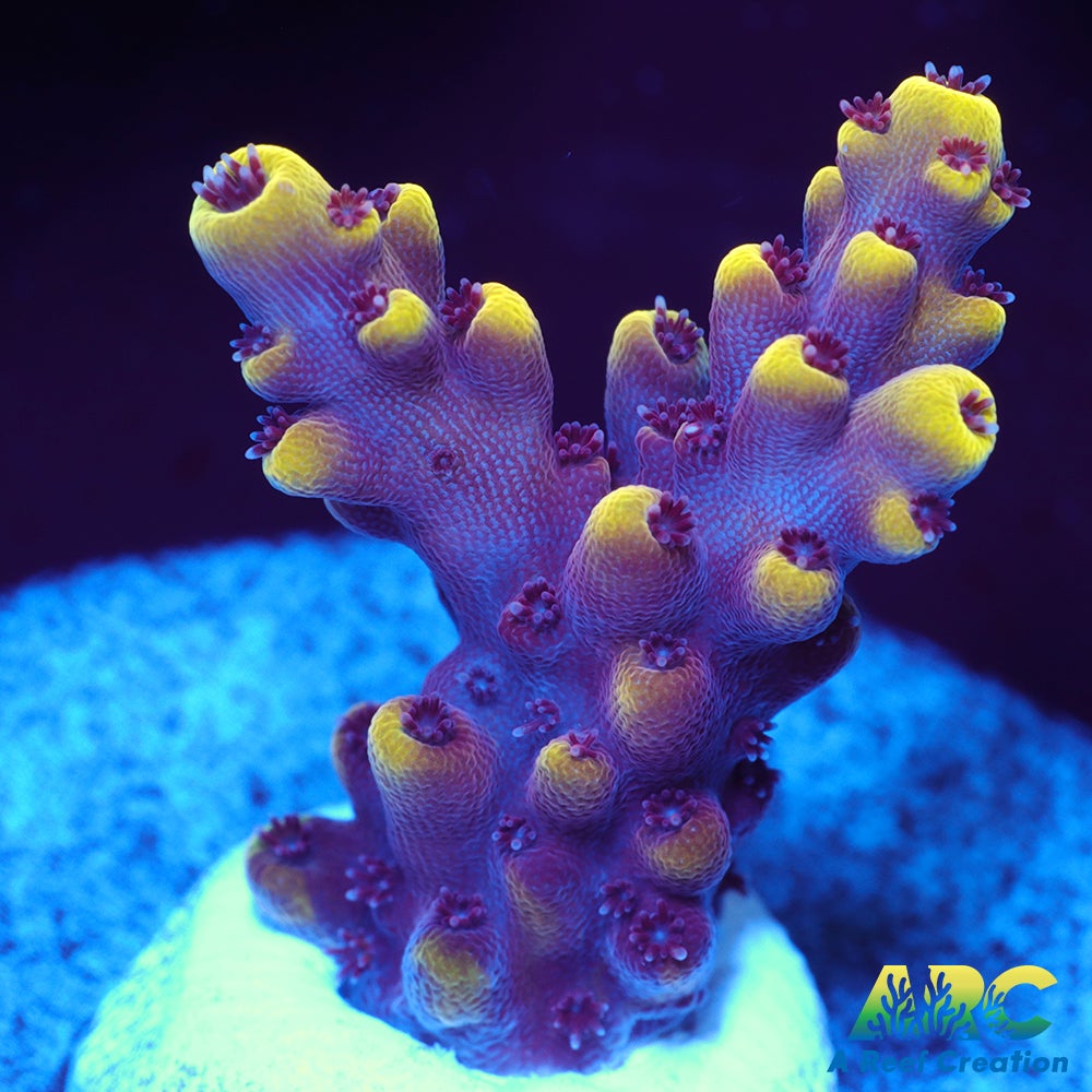 WWC Terra Red