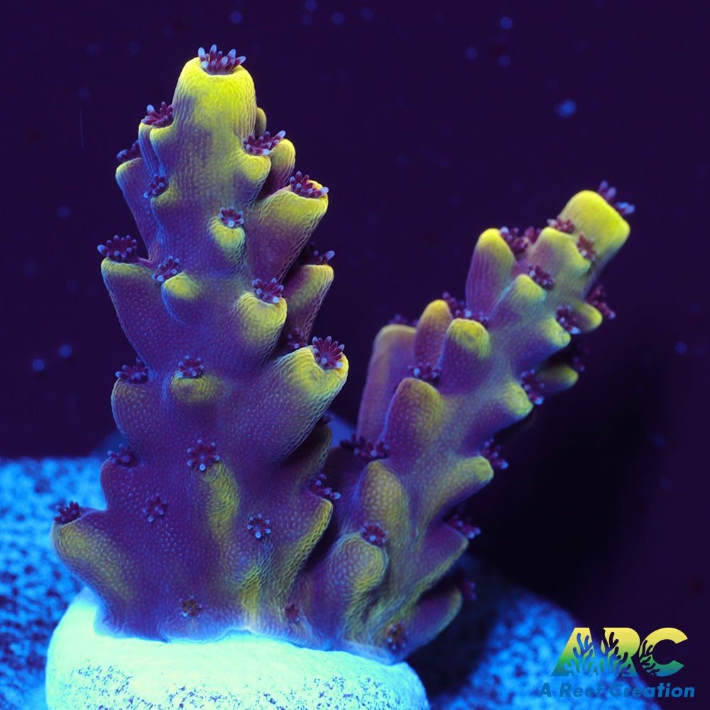 WWC Terra Red