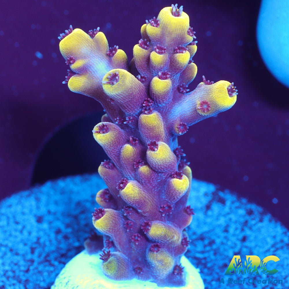 WWC Terra Red