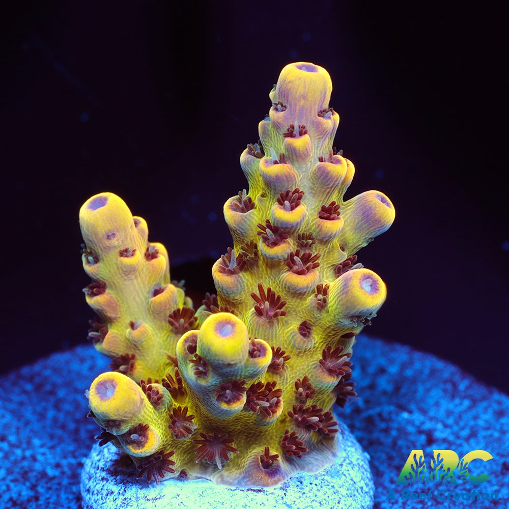 WWC Red Polyp Clathrata