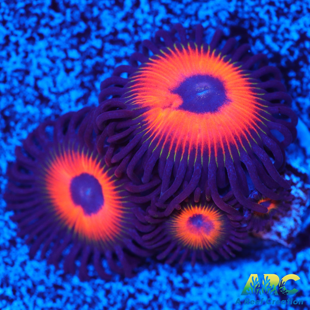 Johnny's Sea Pumpkins Zoas