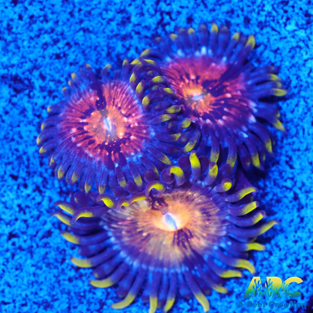 Nirvanas