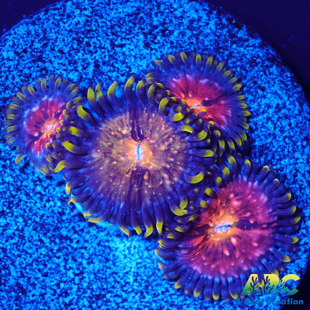 Nirvanas