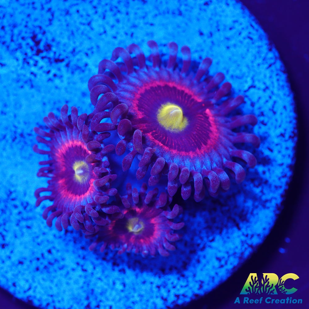 Pink Ring of Death