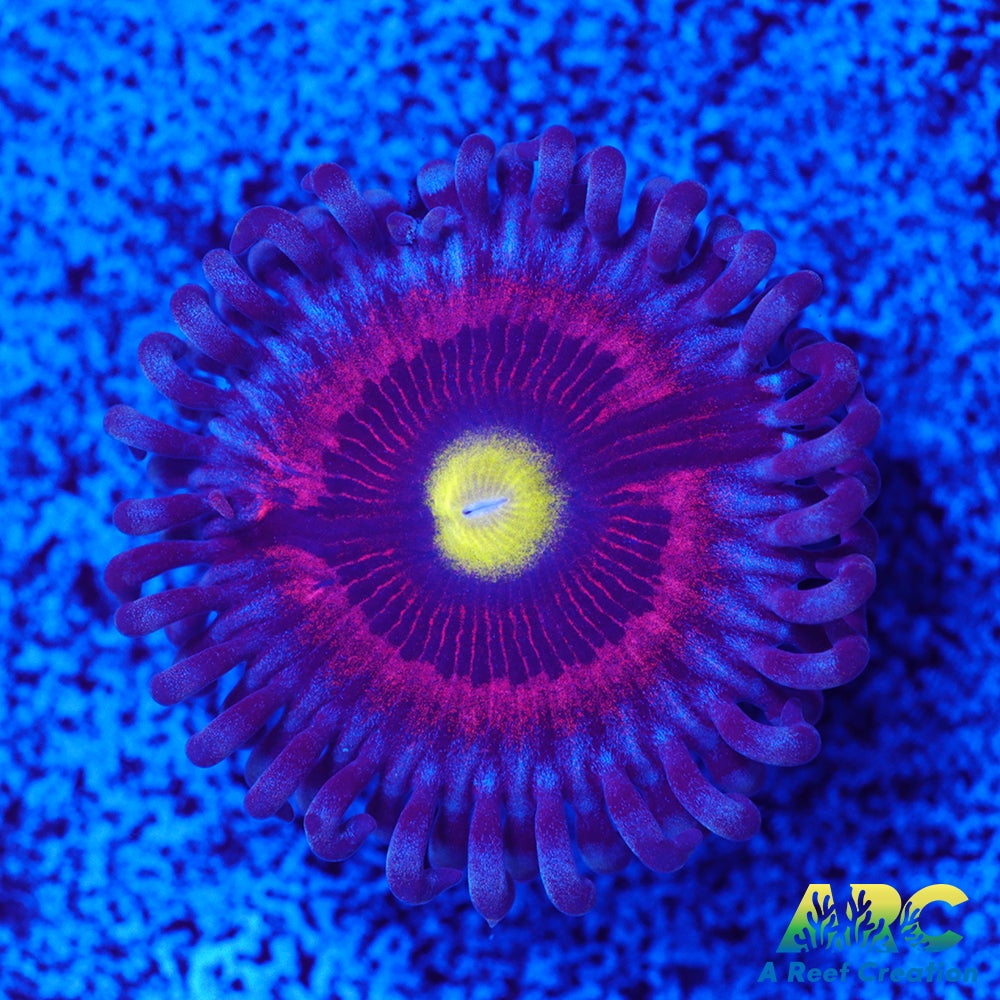 Pink Ring of Death
