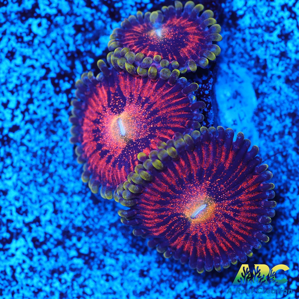 Mambo Jambos